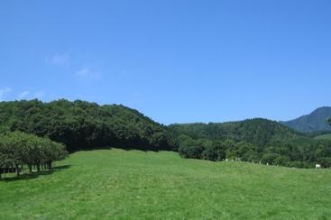 青空が広がり、芝生や木々が茂る八郎ヶ原放牧場の写真