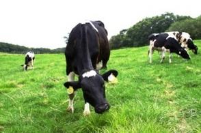 草をはむ牛たちの写真