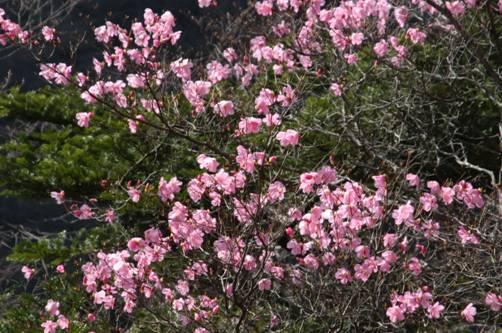 塩原渓谷歩道のピンク色のヤシオツツジの写真