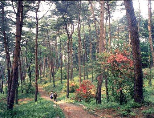 烏ヶ森公園のツツジの傍を二人の人が歩いている写真