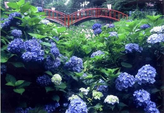 烏ヶ森公園の青いアジサイの写真