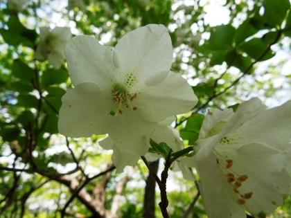 白い花のゴヨウツツジをアップで撮影した写真