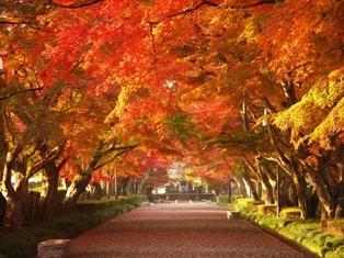 遊歩道とトンネルのように紅葉が広がっている様子の写真