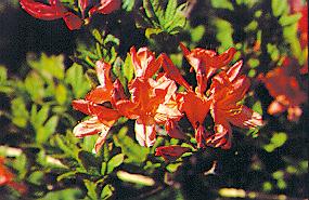 沼ッ原湿原に咲いている赤いレンゲツツジの写真