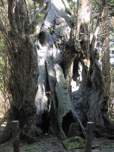 灰色のカツラの木に覆われている木の俣地蔵の写真