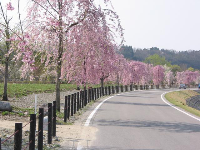 道沿いに並んだ枝垂れ桜が、ピンク色に咲きほこっている写真