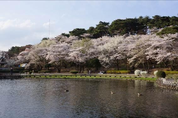 水鳥が泳ぎ、桜並木が囲む烏ヶ森大池の写真