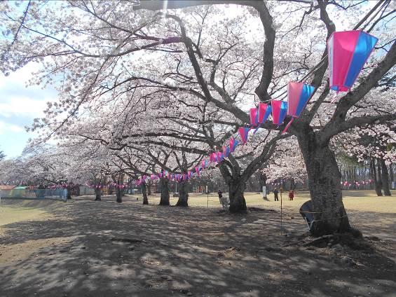 ピンクと青の提灯が桜の木に飾られた黒磯公園さくら祭りの写真