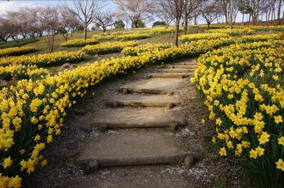 丘の上へとつながる階段とその脇に咲いているスイセンの写真