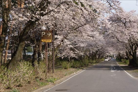駐車場への案内板が設置されている烏ヶ森公園入口の桜並木の写真