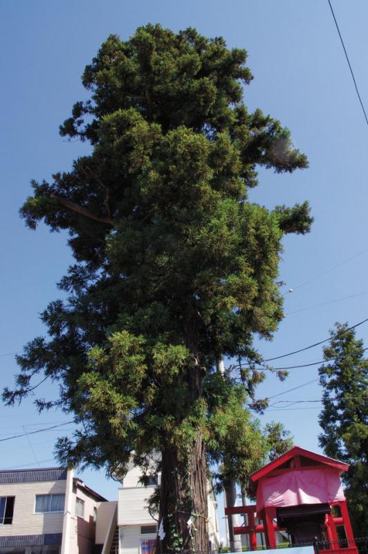 赤い小さな鳥居のような建物の前に立っている大きな杉の木の写真