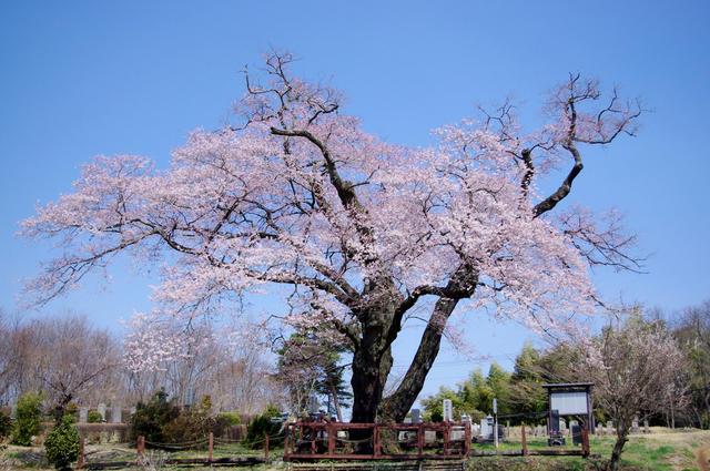 寺子のエドヒガンがきれいに咲いている写真