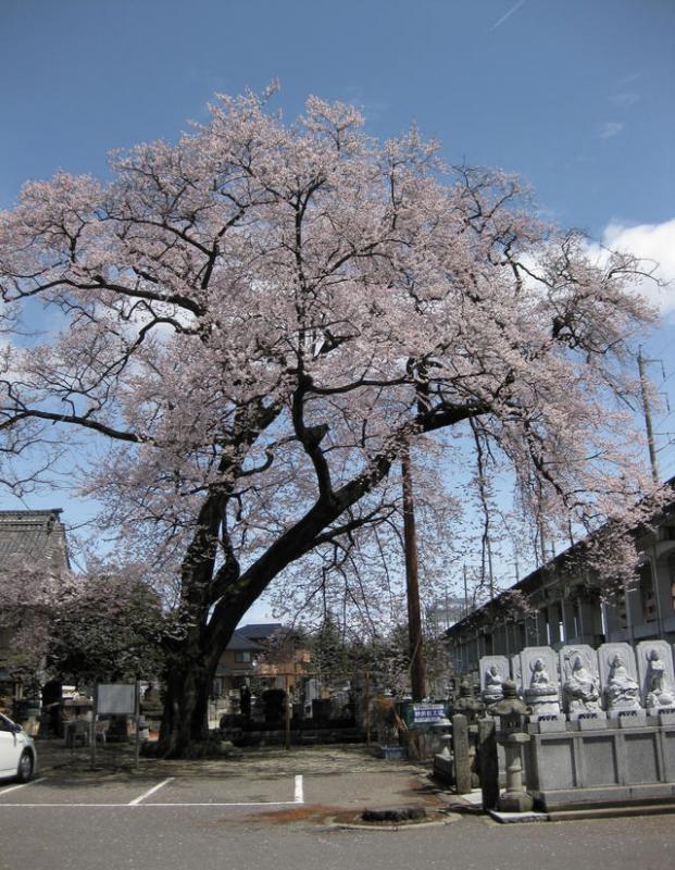 宗源寺のエドヒガンがきれいに咲いている写真