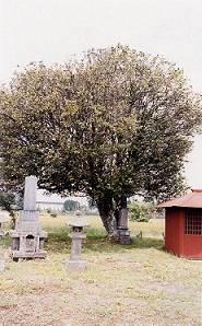 左横に碑があり、右側に小屋があり、大きな下中野のツバキの木が立っている写真