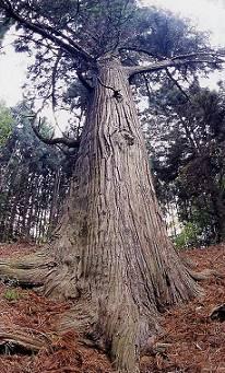 太い幹の越堀の大杉（こえぼりのおおすぎ）が聳え立っている写真