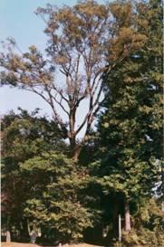 木々の真ん中にエノキが立っている写真
