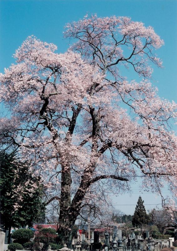 青空の下で大きく枝を伸ばしながら咲くエドヒガンの写真