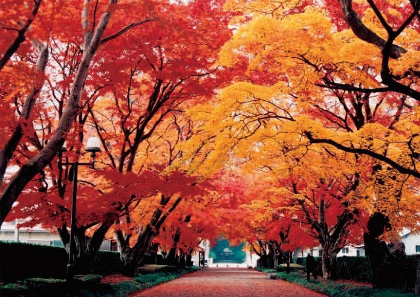 紅葉したモミジの木に囲まれた道の写真