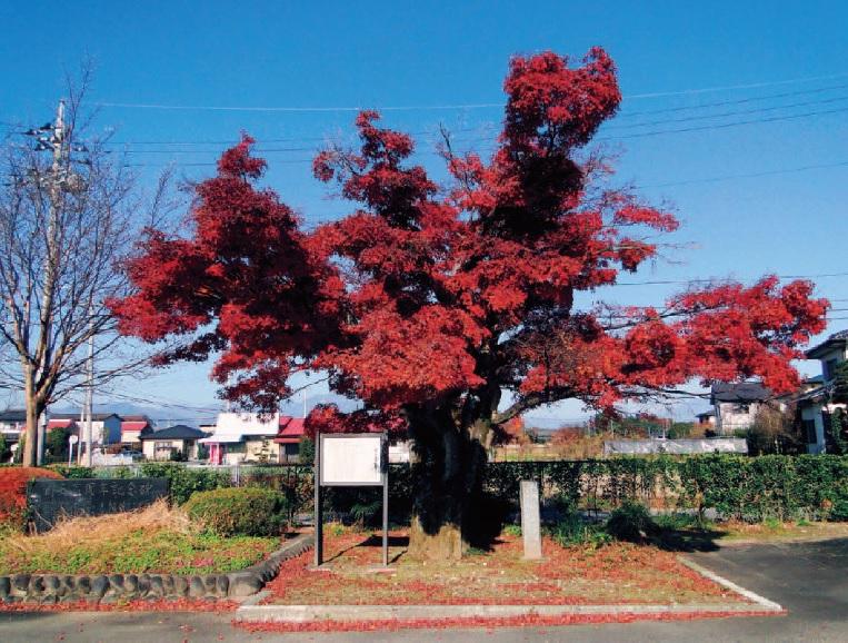 赤く紅葉している太い幹の槻木沢小学校の大モミジの写真