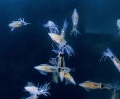 深い藍色の海の中を集団で泳ぐホタルイカの写真