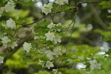 緑の葉と共に白色のつつじが咲いている写真