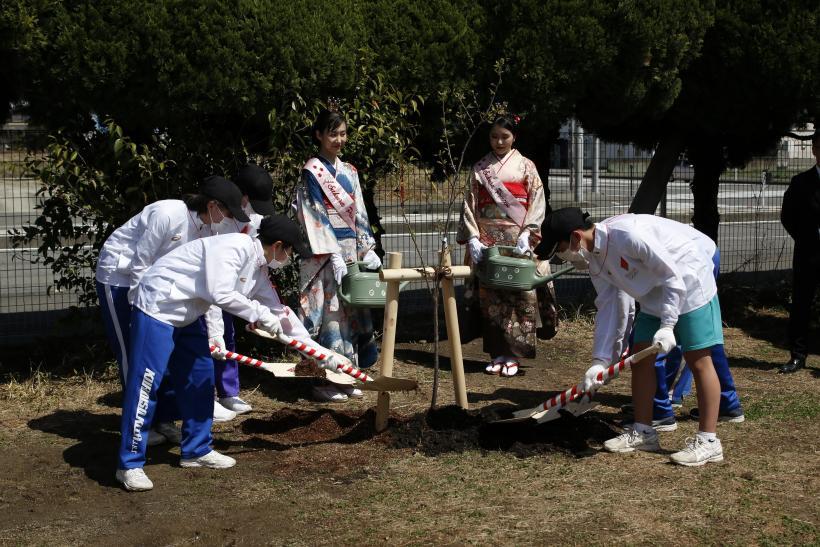 シャベルを使って陽光桜の苗木を植える、市内の中学生たち写真。傍らでは日本さくらの会のさくらプリンセス2人がジョウロを持ってそれを見守っている様子も確認できる