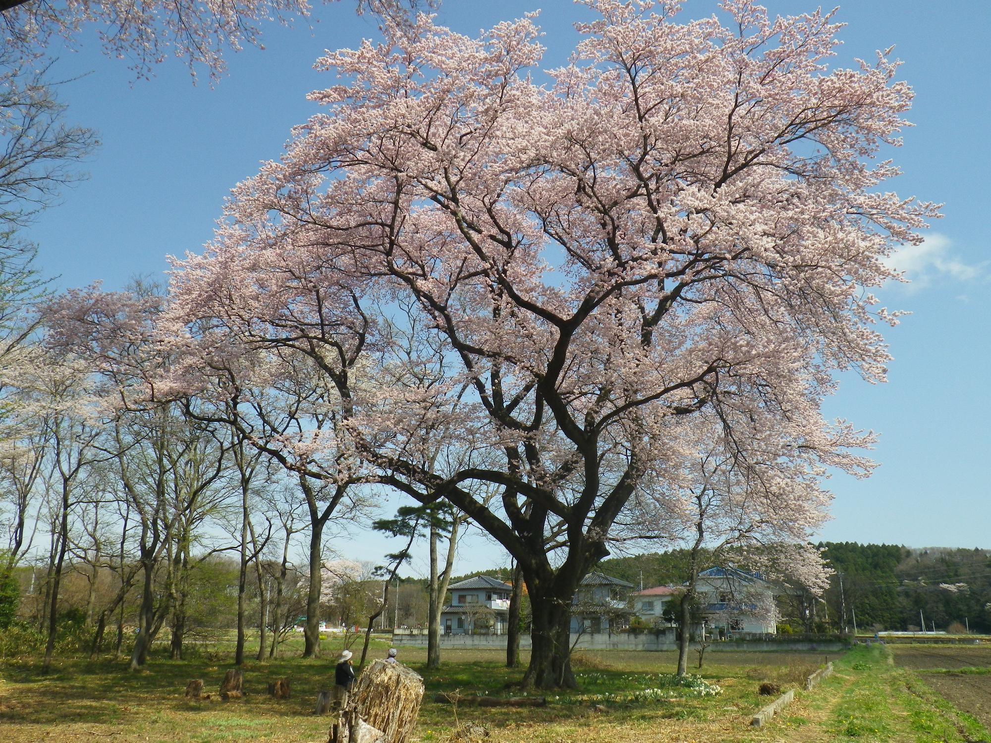 新南のエドヒガン桜