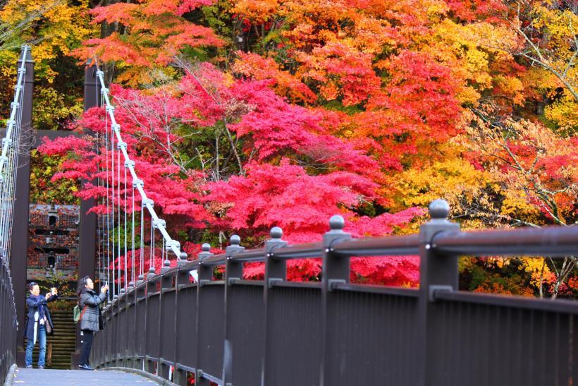 紅葉に囲まれた、箒川にかかる紅の吊橋の写真