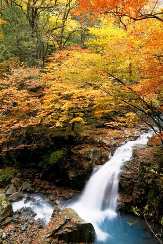 高所より俯瞰で撮影された、紅葉した木々の中を流れる仁三郎の滝の写真