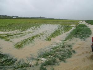 宇都野橋東側で田んぼに泥水が流れてきている様子の写真